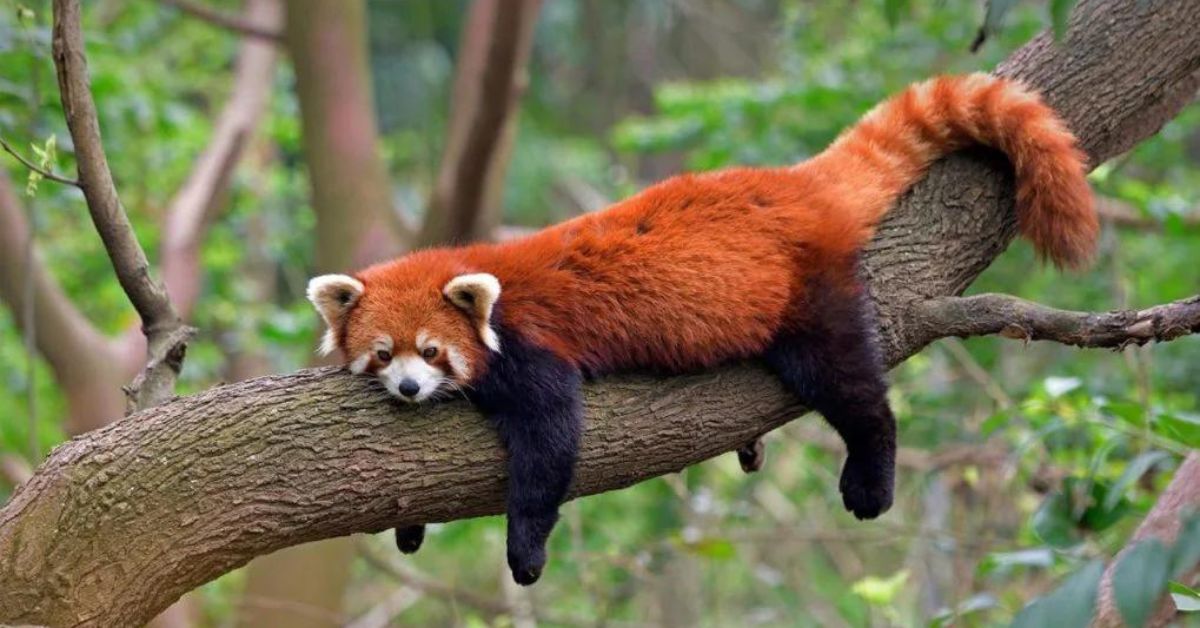 The Red Panda: A Symbol of Sikkim’s Natural Heritage